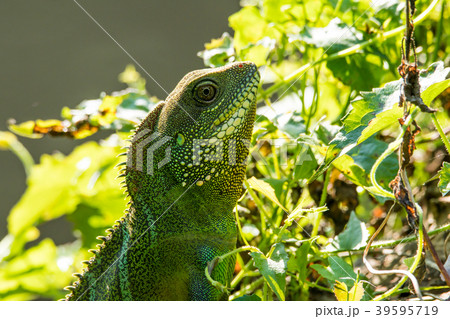 Chinese Water Dragon at Khao Yai national park Chinese Water Dragon at Khao Yai national park 39595719