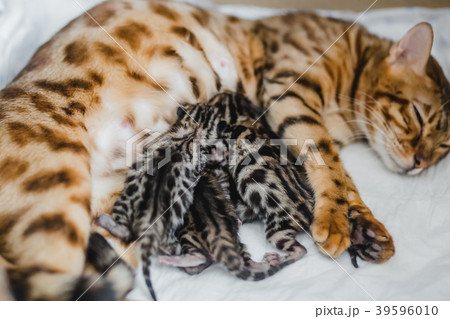 cattery of bengalcats kitten 39596010