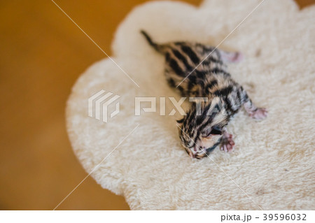 bengal little sweet kitty 39596032