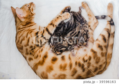 cattery of bengalcats kitten 39596163