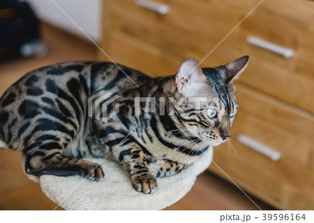 sweet und wonderful bengalcat sweet und wonderful bengalcat 39596164