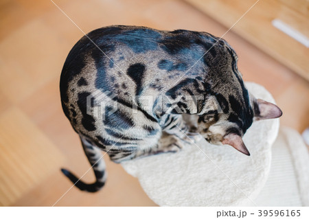 sweet und wonderful bengalcat 39596165