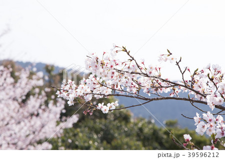 桜 桜 39596212