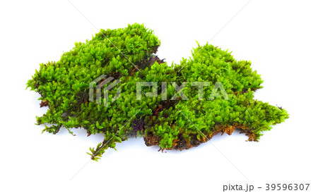 Green moss isolated on white bakground 39596307