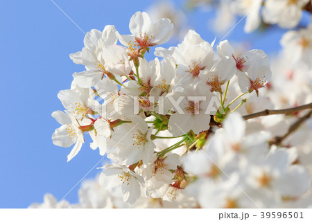 桜と青空 39596501