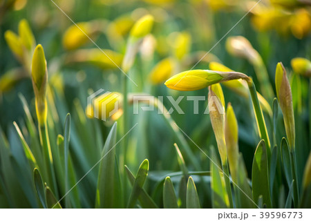 Sprouted spring flowers daffodils in spring garden Sprouted spring flowers daffodils in spring garden 39596773