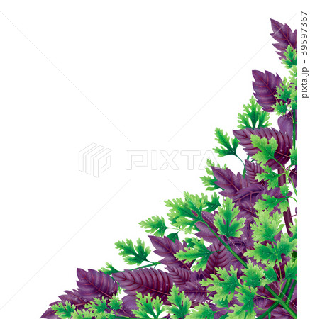 Decor for corner of leaves Basil and parsley 39597367