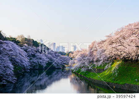 満開の桜　Cherry Blossoms 39597424