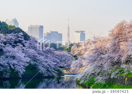 満開の桜　Cherry Blossoms 39597425