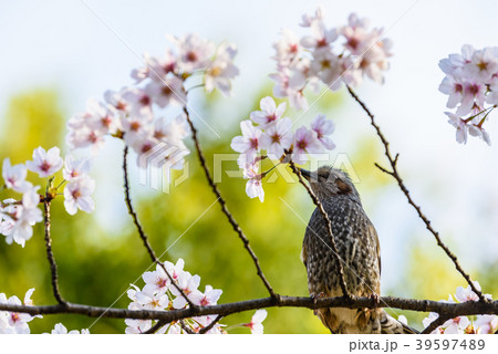 桜と鳥 Cherry Blossoms and bird 39597489