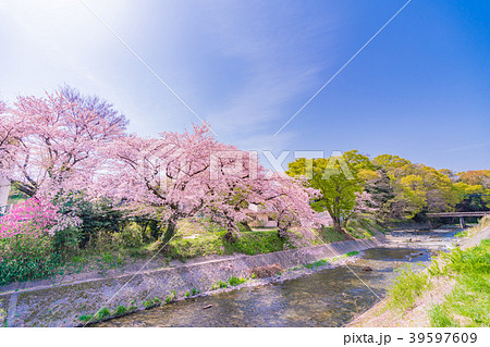 日本の春　秦野・金目川沿いの桜並木 39597609