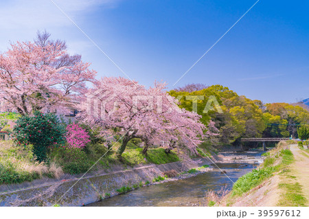 日本の春　秦野・金目川沿いの桜並木 39597612