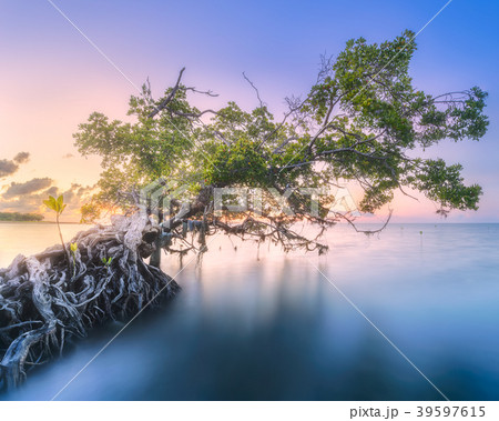 Tree over the water and coast of Borneo beach 39597615