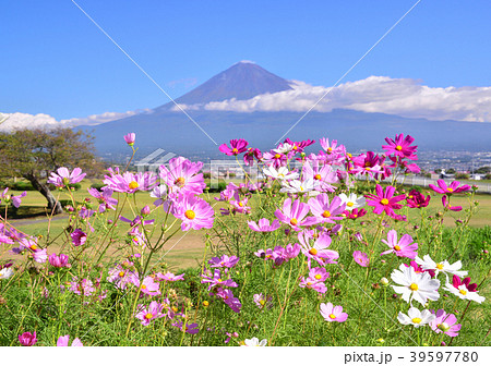コスモスと富士山-223432 コスモスと富士山-223432 39597780