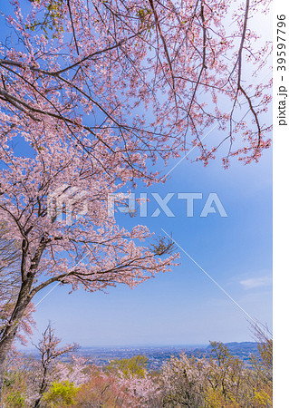 日本の春 秦野・弘法山公園の桜 日本の春 秦野・弘法山公園の桜 39597796
