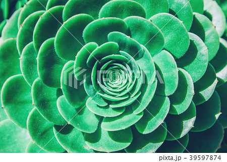 Abstract close up of an echeveria plant. 39597874