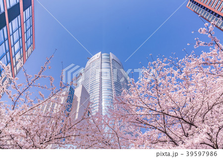 日本の春　満開の桜の東京都市風景[六本木けやき坂] 39597986