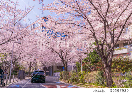日本の春　満開の桜の東京都市風景[六本木けやき坂] 39597989