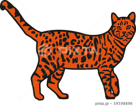 Leopard bengal cat orange Leopard bengal cat orange 39598896