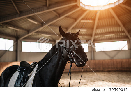 horse stables saddle close up with sunlight horse stables saddle close up with sunlight 39599012