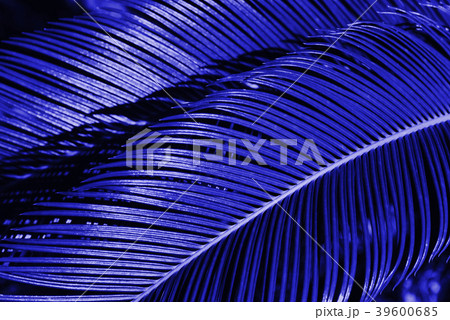 Creative tropical leaves layout. 39600685