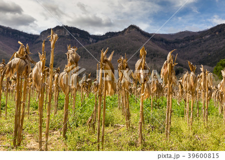Beautiful Spanish landscape Beautiful Spanish landscape 39600815