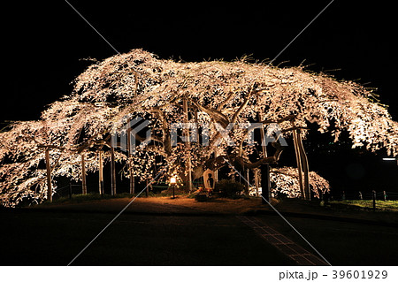 中島の地蔵桜 中島の地蔵桜 39601929