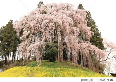 合戦場の枝垂れ桜 39601930