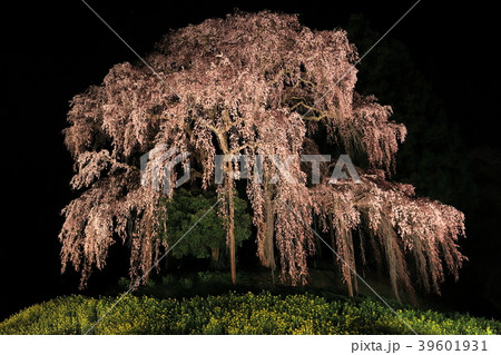 夜の合戦場の枝垂れ桜 夜の合戦場の枝垂れ桜 39601931