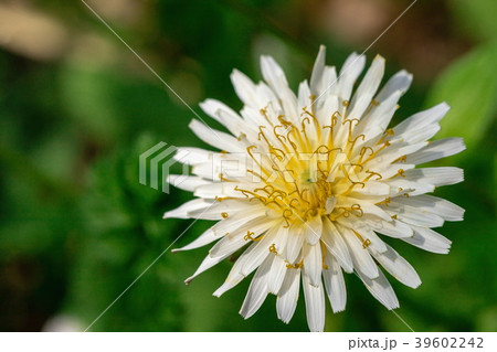 白いタンポポの花の写真素材