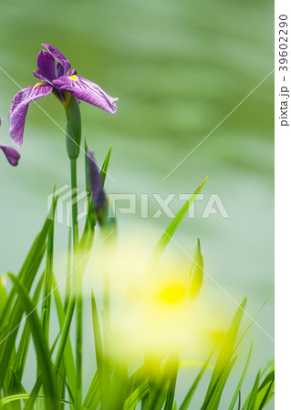 花しょうぶ 39602290