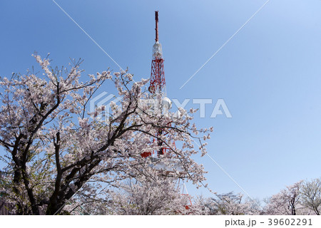 湘南平(高麗山公園) 湘南平(高麗山公園) 39602291