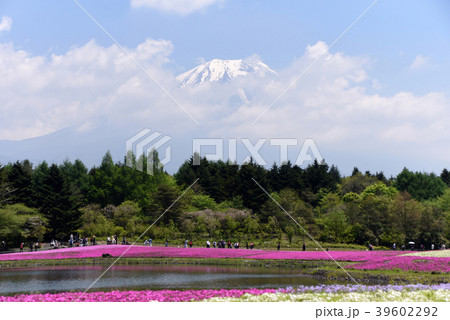 芝桜 39602292