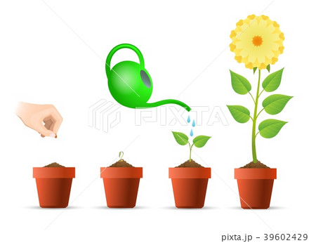 Plant growing stages in pot 39602429