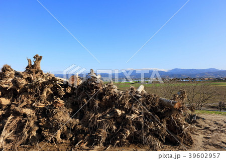 九州北部豪雨後の朝倉市_筑後川_災害から8ヶ月経過(2018年3月撮影)土手の流木と菜の花 九州北部豪雨後の朝倉市_筑後川_災害から8ヶ月経過(2018年3月撮影)土手の流木と菜の花 39602957