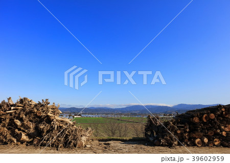 九州北部豪雨後の朝倉市_筑後川_災害から8ヶ月経過(2018年3月撮影)土手の流木と菜の花 九州北部豪雨後の朝倉市_筑後川_災害から8ヶ月経過(2018年3月撮影)土手の流木と菜の花 39602959