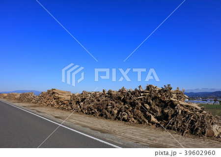 九州北部豪雨後の朝倉市_筑後川_災害から8ヶ月経過（2018年3月撮影）土手の流木と菜の花 39602960