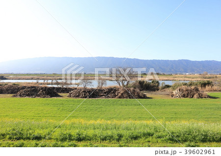 九州北部豪雨後の朝倉市_筑後川_災害から8ヶ月経過(2018年3月撮影)土手の流木と菜の花 九州北部豪雨後の朝倉市_筑後川_災害から8ヶ月経過(2018年3月撮影)土手の流木と菜の花 39602961