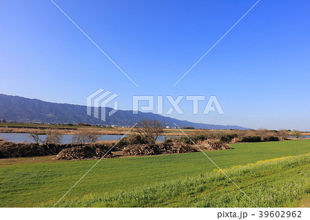 九州北部豪雨後の朝倉市_筑後川_災害から8ヶ月経過（2018年3月撮影）土手の流木と菜の花 39602962
