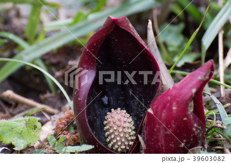 ザゼンソウ 39603082