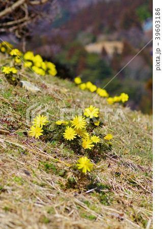 福寿草 福寿草 39603186