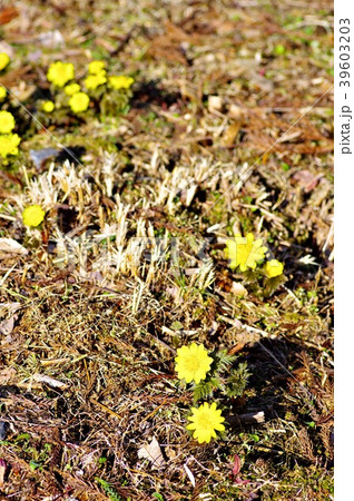福寿草 39603203