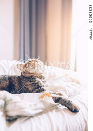 A little cute cat is wake up in the morning.  39603853