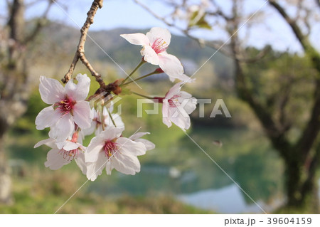 桜と宮川６ 39604159