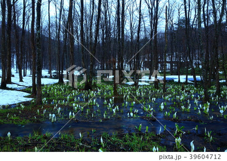 春の刺巻湿原 春の刺巻湿原 39604712