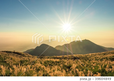 Silver grasses on Datun Mountain with sunset in Y Silver grasses on Datun Mountain with sunset in Y 39604849