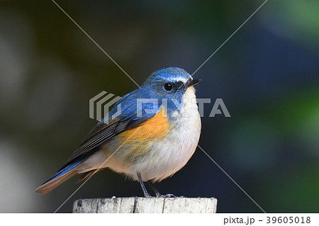 薬師池公園の野鳥 薬師池公園の野鳥 39605018