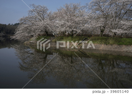 立岡自然公園 桜の公園 立岡自然公園 桜の公園 39605140