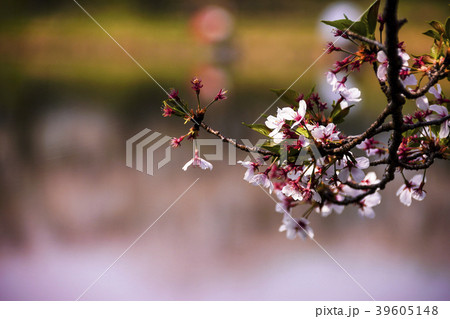 立岡自然公園 桜の公園 立岡自然公園 桜の公園 39605148