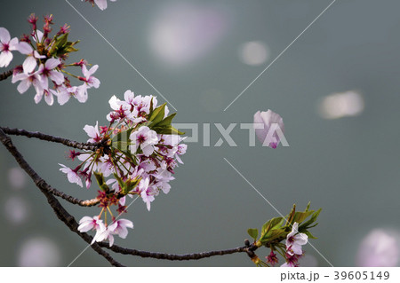 立岡自然公園　桜の公園 39605149